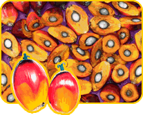 Palm Oil Seeds